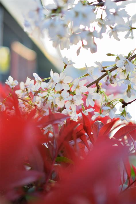 The 10 Best Cherry Blossom (Sakura) Spots In Osaka