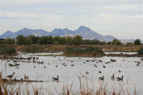 Pictures of Colusa Wildlife Refuge