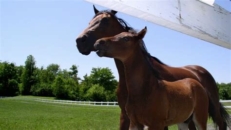 Morgan Horse: Characteristics, Colors, And Temperament