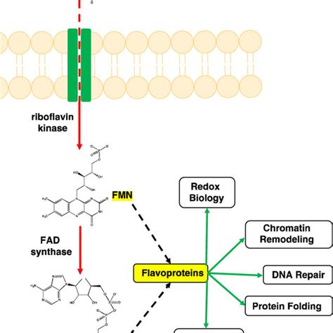 Riboflavin is converted to its biologically active metabolites, flavin ...