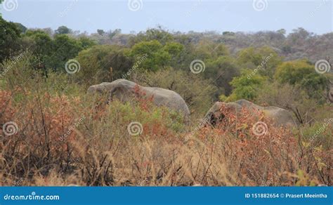 Wildlife. Two African Wild Elephants Stock Photo - Image of black, fire: 151882654