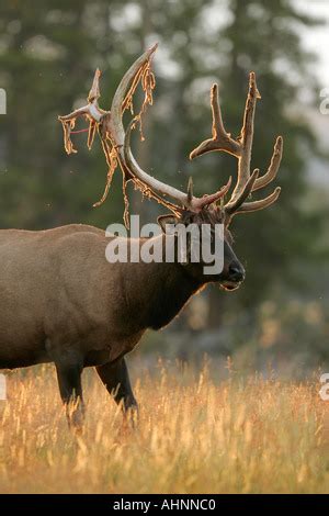 Bull elk shedding velvet off antlers in late summer Stock Photo ...