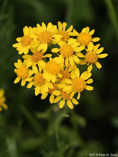 Packera pseudaurea (Western Heart-leaved Groundsel): Minnesota Wildflowers