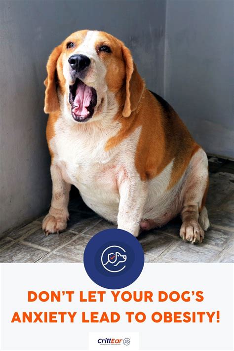 Don’t Let Your Dog’s Anxiety Lead To Obesity! Tips To Prevent Pet ...