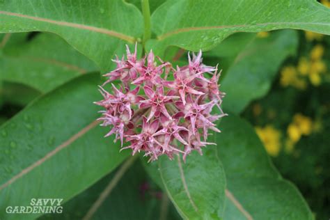 The Monarch Butterfly Host Plant: Milkweeds and How to Grow Them From Seed