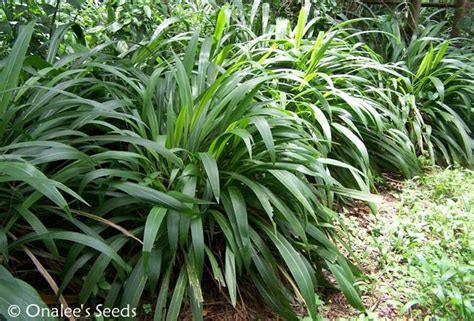 50+ Palm Grass Seeds (Setaria Palmifolia) Ornamental Grass, Tropical shade | eBay