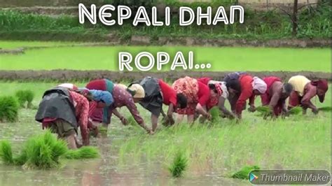 Dhan Ropai ! Paddy plantation in Nepal ! - YouTube