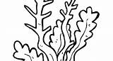 Seaweed Coloring Pages At GetColoringscom  Free Printable Colorings sketch template