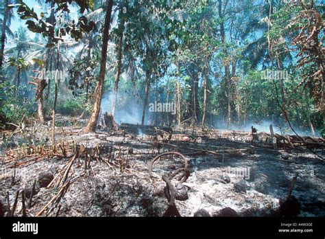 Slash and burn deforestation West Coast Road New Ireland Province Papua New Guinea Stock Photo ...