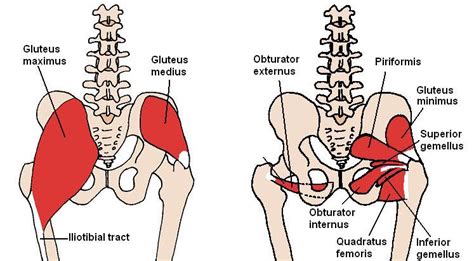 Obturator Externus Origin And Insertion