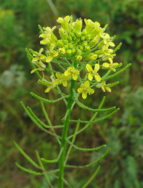 Brassica juncea (Chinese mustard): Go Botany