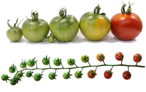 tomato epigenome database