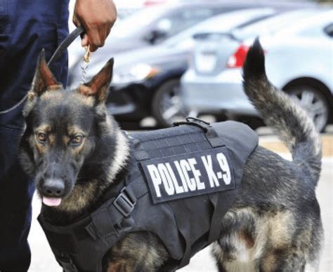 Detroit police K9 dog wearing bullet-resistant vest, 9 August 2016;... | Download Scientific Diagram