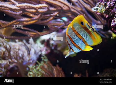 Butterfly fish in coral reef Stock Photo - Alamy