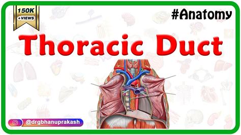 Thoracic duct - Anatomy, Course ,Relations ,Tributaries,and Clinical ...