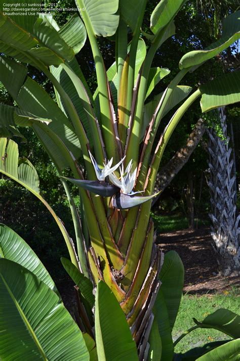 PlantFiles Pictures: Strelitzia Species, Giant Bird of Paradise, Natal Strelitzia, Wild Banana ...