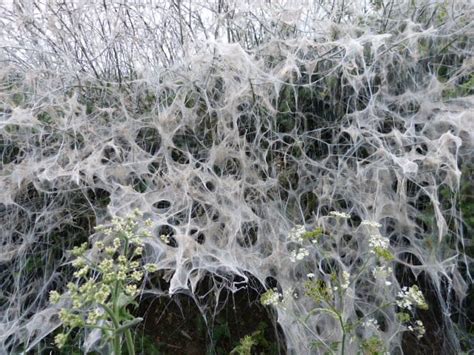 White ermine moth infestation 28 May 2017 - Rutland Natural History Society