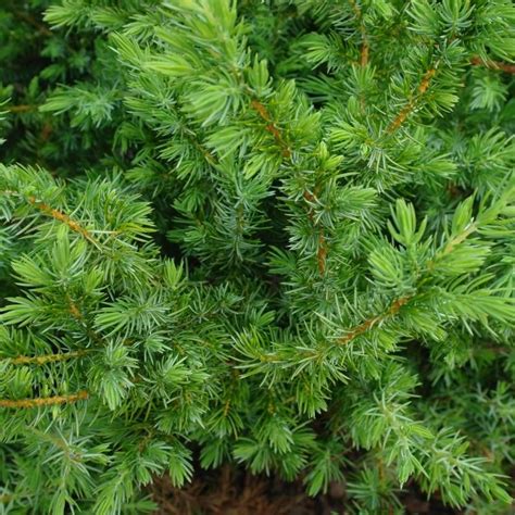 Juniper Ground Cover Varieties | JournalVillage