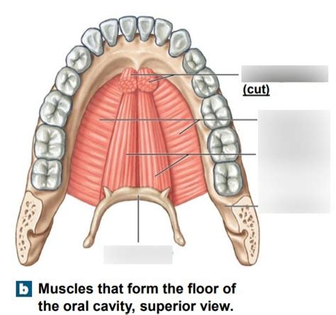 Floor of the oral cavity muscles Diagram | Quizlet