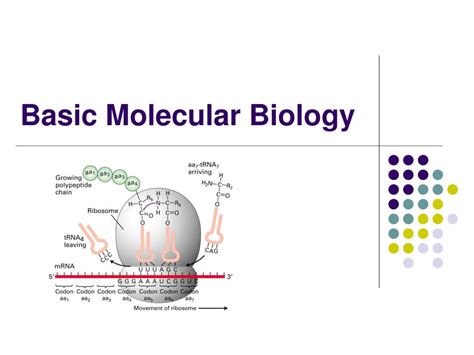 PPT - Basic Molecular Biology PowerPoint Presentation, free download - ID:4363444