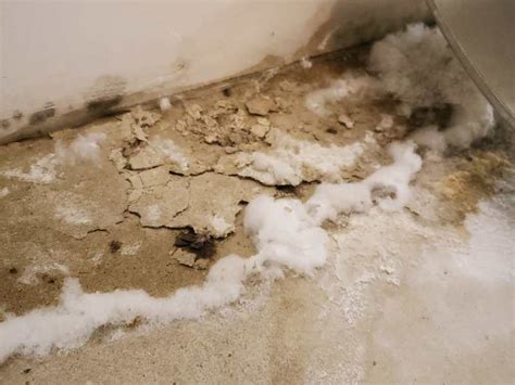 White Mold On Concrete Floor – Flooring Site