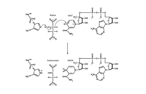 Malate Dehydrogenase - Integrated MCAT Course