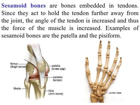 sesamoid bones in the human body - Google Search | Basic anatomy and physiology, Sesamoid bone ...