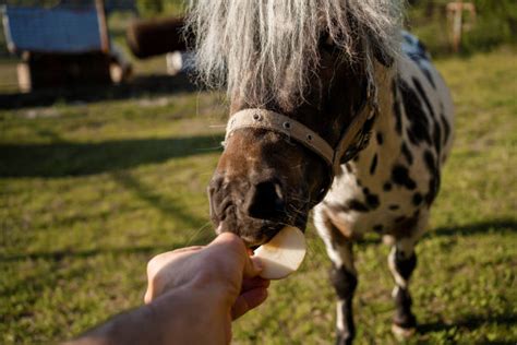 100+ Horse Eating An Apple Stock Photos, Pictures & Royalty-Free Images ...