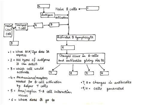 Solved Naive B cells Antigen activation 14 5 Naive Helper | Chegg.com