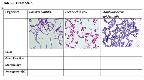 Solved Lab 3-5. Gram Stain + Organism Bacillus subtilis | Chegg.com