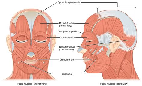 Axial Muscles of the Head, Neck, and Back · Anatomy and Physiology