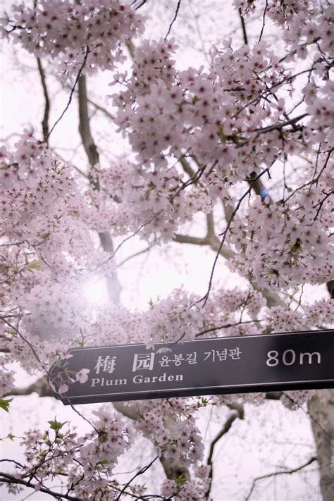 Visiting Japan to view the Plum Blossom