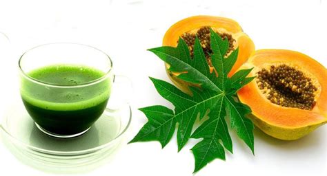 Five Surprising Health Benefits Of Papaya Leaf Juice | Pragativadi | Odisha News, Breaking News ...