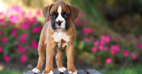 Baby Dog: 5 Puppy Pictures and 5 Facts - IMP WORLD