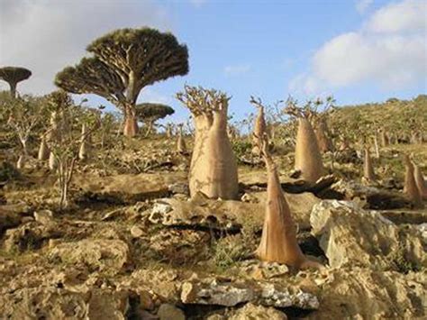 dragon blood trees of yemen facing climate change threat