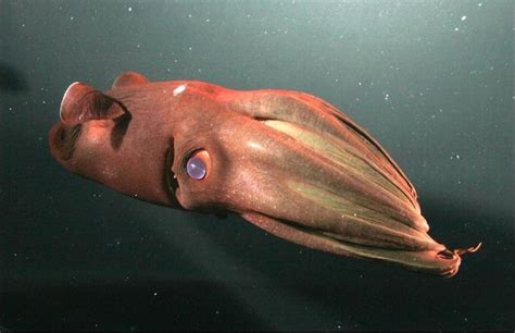 Vampire Squid - All About Habitats & Characteristics - Learn About Nature