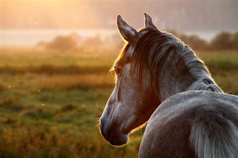 Is My Horse Dehydrated? | Hudson Valley, NY | Advanced Equine