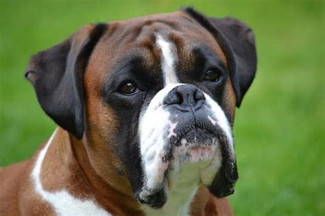 350 Boxer Dog Names - Popular Male and Female Names | PetPress | Boxer ...