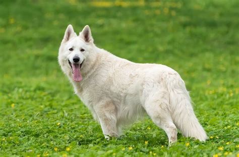 White German Shepherd Wolf Hybrid