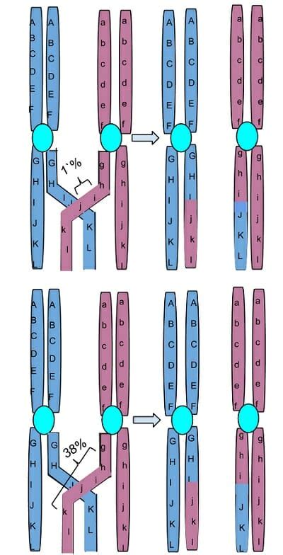 Crossing Over - Definition and Functions | Biology Dictionary