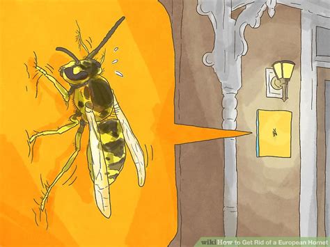 3 Ways to Get Rid of a European Hornet - wikiHow