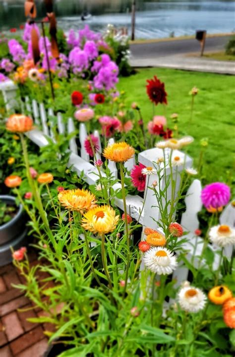 How to Grow Strawflowers For Your Cut Flower Garden From Seed Indoors - Shiplap and Shells