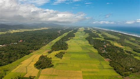 Rice Plantations in the Philippines. Stock Photo - Image of farming ...