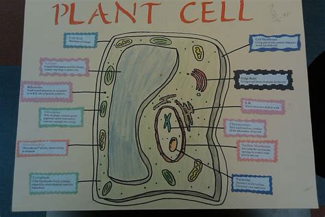 Plant cell | cell project | Pinterest | Plant cell and School