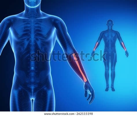 Radius Bone Anatomy X-ray Scan Stock Illustration 262115198 | Shutterstock