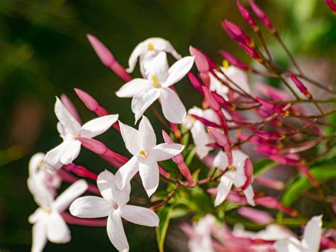 Jasmine Plant Care - How To Grow Jasmine Vines | Gardening Know How