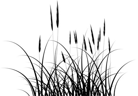 Reed Grass Silhouette Vector Reed Grass Grass Silhouette G Png And | My ...