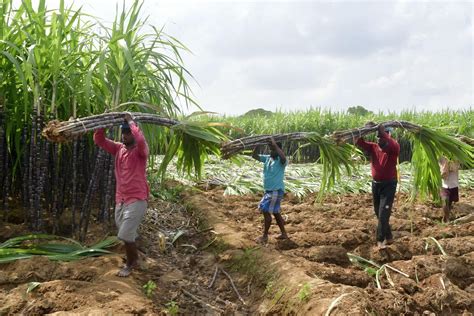 Sugarcane Farm