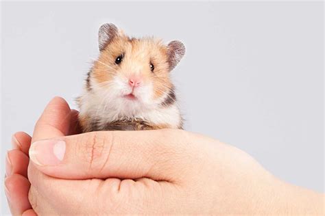 37 Hamster Care Tips That Will Take You to the Next Level – Hamsters101.com