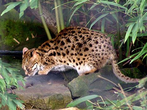 PHILIPPINE MAMMALS TREASURE TROVES | Small wild cats, Wild cats, Mammals